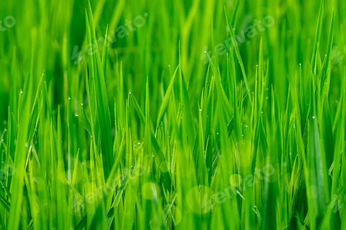 Preview: Rice Leaf Growing In The Rice Field With Water Drop And Blur Bokeh Light.