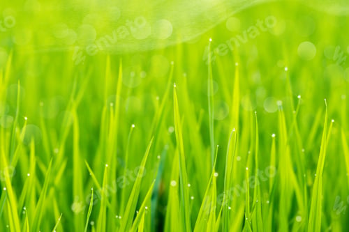 Preview: Rice Plant In Rice Field With Drop Dew