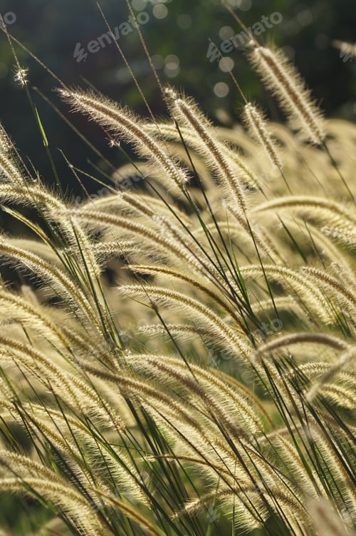 Preview: Flower Grass Impact Sunlight.