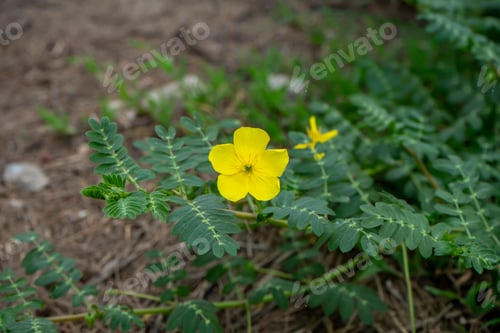 Preview: The Yellow Flower Of Devil'S Thorn (Tribulus Terrestris Plant) With Leaves.