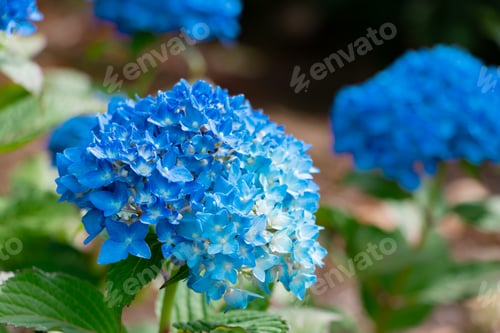 Preview: Hydrangea In Early Summer