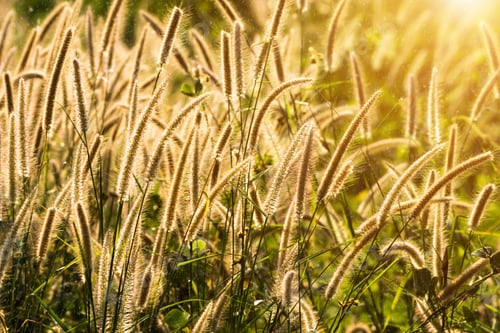 Preview: Flower Grass Impact Sunlight. (Penisetum Polystachyon (L.) Schult.)