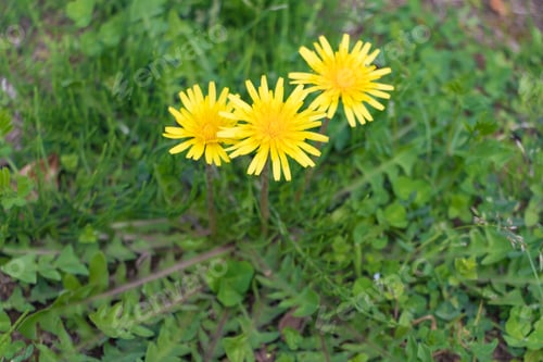 Preview: Landscape With Dandelion Blooming