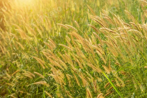 Preview: Flower Grass In The Forest With Sunlight.