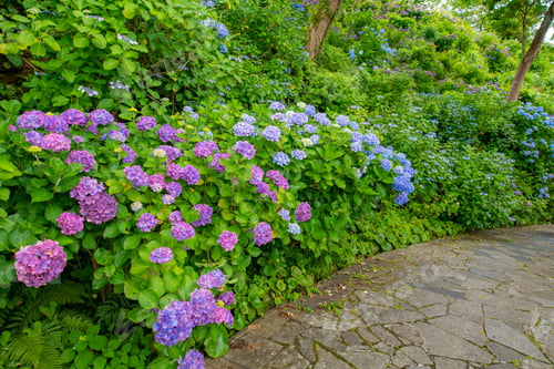 Preview: Hydrangea In Shimoda Park, Shimoda City, Shizuoka Prefecture