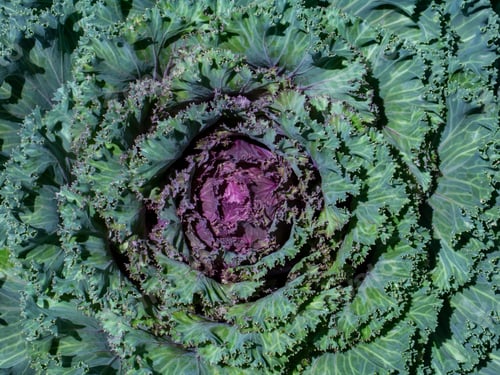 Preview: Close-Up Of Fresh Cabbage In The Vegetable Garden