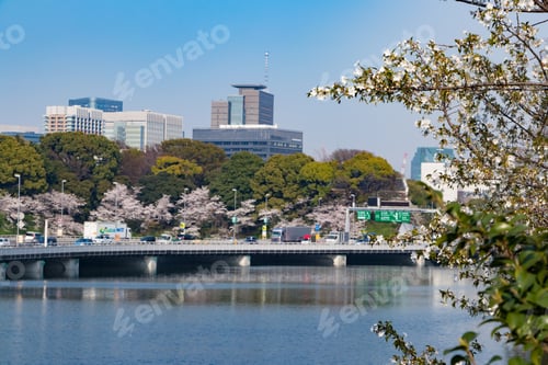 Preview: Cherry Blossoms At Tokyo Chidorigafuchi