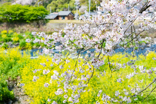 Preview: Cherry Blossom Trees At Ryuganbuchi, Fuji City, Shizuoka Prefecture