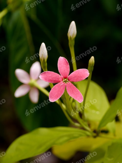 Preview: Red And Pink Flower Of Rangoon Creeper.