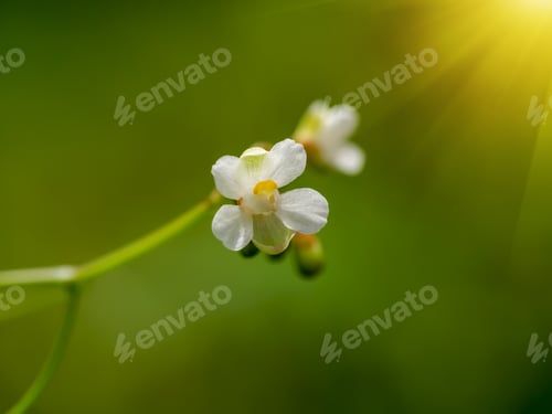 Preview: Balloon Vine, Heart Pea, Heart Seed, Smooth Leaved Heart Pea Flower. (Cardiospermum Halicacabum