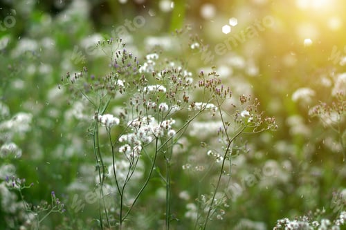 Preview: Wild Grass In Sunset Counterlight
