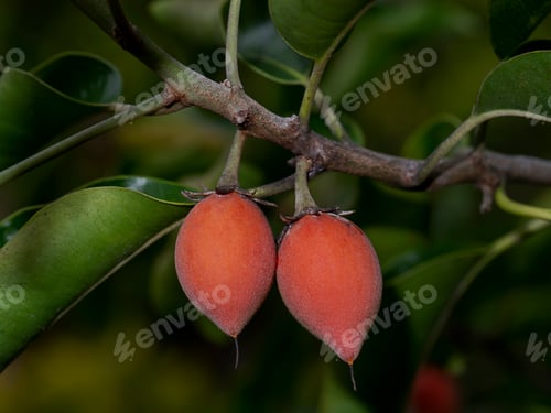 Preview: Close Up Rip Spanish Cherry Fruit, Tanjong Tree Or Bullet Wood. (Mimusops Elengi)