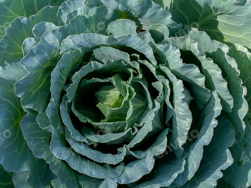 Preview: Close-Up Of Fresh Cabbage In The Vegetable Garden