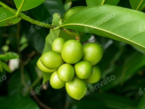 Preview: Green Bhandari Fruit. (Artabotrys Siamensis)