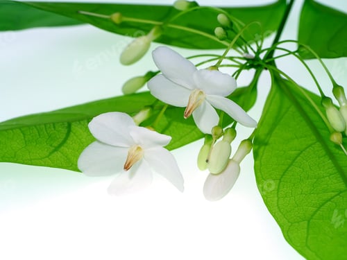 Preview: Close Up Of Wrightia Religiosa Benth Plant On White Background