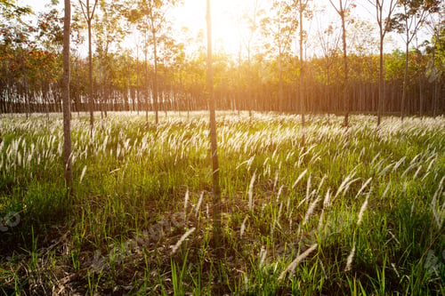 Preview: White Grass In The Wild Rubber (Cogon Grass, Alang-Alang, Lalang)