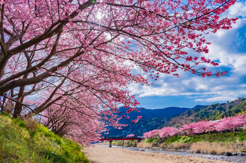 Preview: Beautiful Pink Kawazu Cherry Blossoms