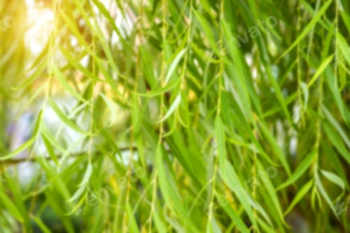 Preview: Blur Image Of Weeping Willow Branches On The Tree With Sunlight.