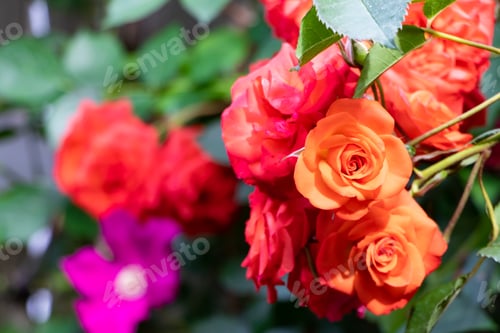 Preview: Beautiful Roses In Yokohama