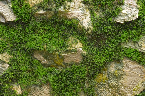 Preview: Bright Green Moss Macro Shot On The Rock In The Waterfall.