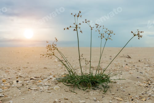 Preview: Close Up Of Grass On The Sand With Sunset Sky.