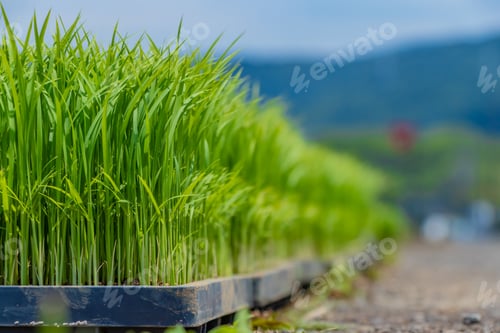 Preview: Rice Planting Season In Shizuoka Prefecture