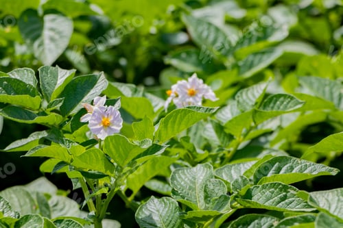 Preview: Potato Field In Early Summer