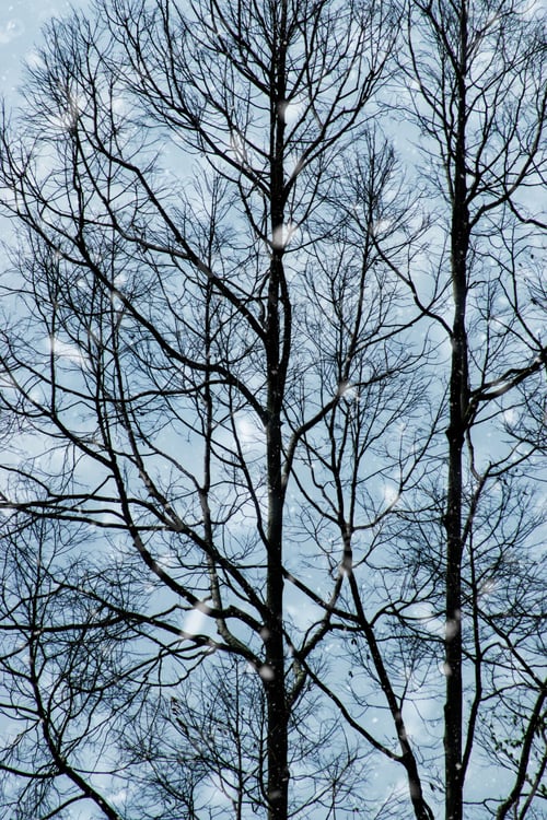 Preview: Branches Dry In The Winter.