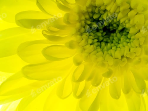 Preview: Close Up Chrysanthemum Flower.