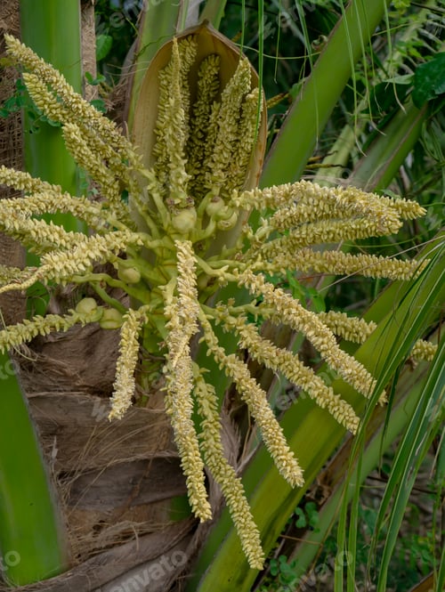 Preview: Close Up Of Coconut Flower.