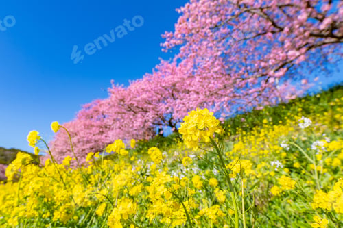 Preview: Kawazu Cherry Blossoms In Minamiizu-Cho, Kamo-Gun, Shizuoka Prefecture