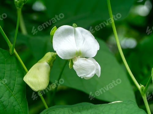 Preview: Close Up Of Wing Bean Flower. (Psophocarpus Tetragonolobus Plant)