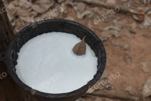 Preview: Close Up The Fresh Latex Milk Of Rubber Trees. Raw Materials For The Rubber Industry.