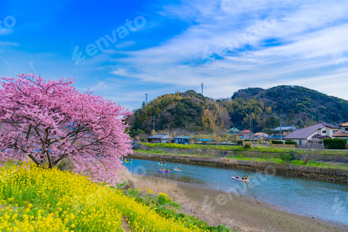Preview: Kawazu Cherry Blossoms In Minamiizu-Cho, Kamo-Gun, Shizuoka Prefecture