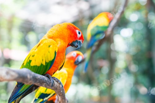 Preview: Sun Conure Parrot On The Tree Wood With Green Forest Blur Background, Focus With Eye Of Bird In