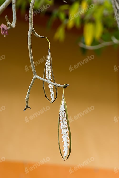 Preview: Pink Trumpet Seeds On Tree.