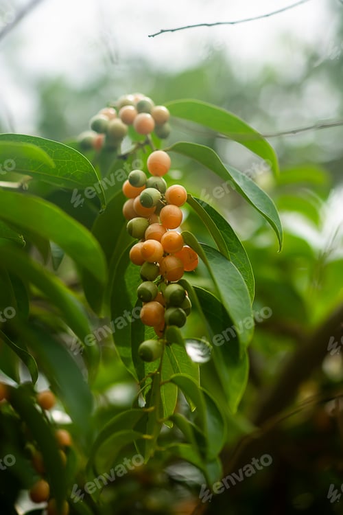 Preview: Fruit Of Olax Psittacorum (Lam.) Plant On Branch With Leaf.
