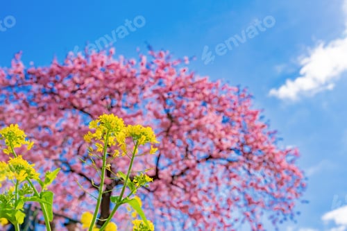 Preview: Beautiful Pink Kawazu Cherry Blossoms