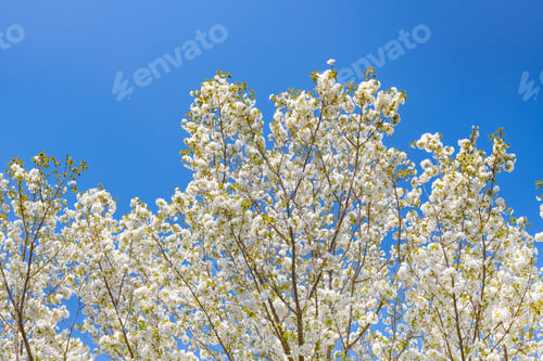Preview: Cherry Blossoms At Iwamotoyama Park In Fuji City, Shizuoka Prefecture
