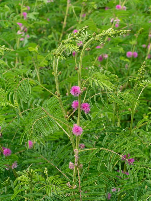 Preview: Giant Sensitive Plant Background. (Scientific Name Mimosa Diplotricha)
