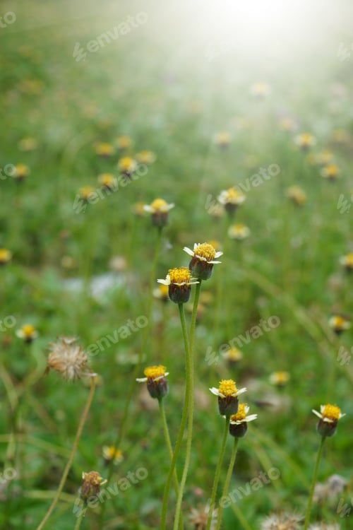 Preview: Mexican Daisy (Tridax Procumbens L.)