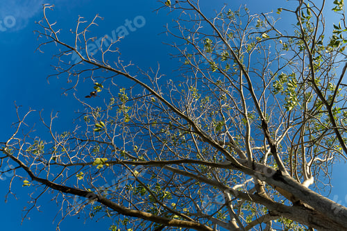 Preview: Pink Trumpet Tree With Blue Sky Background. (Scientific Name - Tabebuia Rosea)