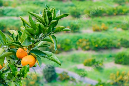 Preview: Mandarin Orange Plantation