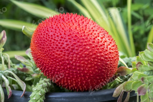 Preview: Baby Jackfruit, Cochinchin Gourd, Spiny Bitter Gourd, Sweet Gourd,Gac Fruit Healthy Fruit