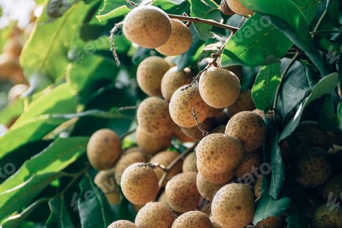 Preview: Longan In Orchards,Tropical Fruits Young Longan In Chiang Mai Thailand,It Has A Sweet Taste That Is