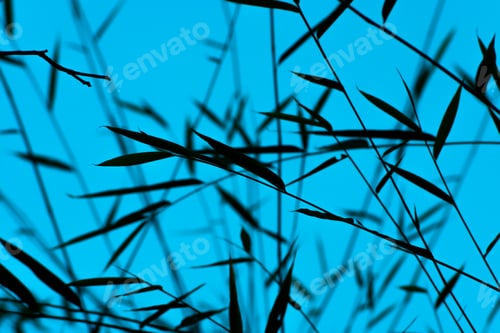 Preview: Silhouette Bamboo Leaves With Blue Sky Background.