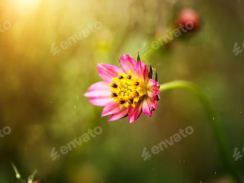 Preview: Small Pink Cosmos Flower With Floating Dust And Sunlight.