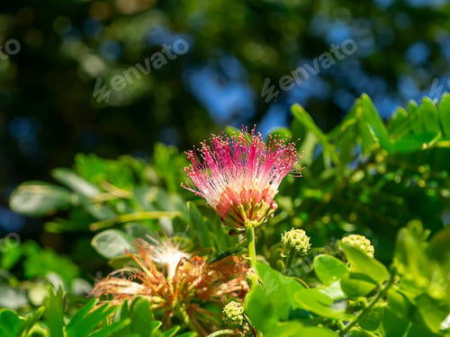 Preview: Close Up Flower Of Rain Tree Or East Indian Walnut With Blur Background. (Scientific Name Samanea