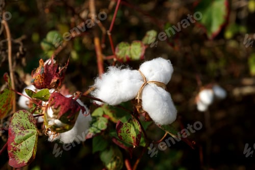 Preview: Close-Up Of Ripe Cotton Bolls On Branch