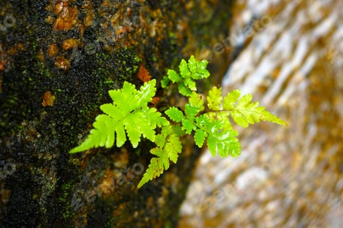 Preview: Green Leaf Of Fern In The Forest.